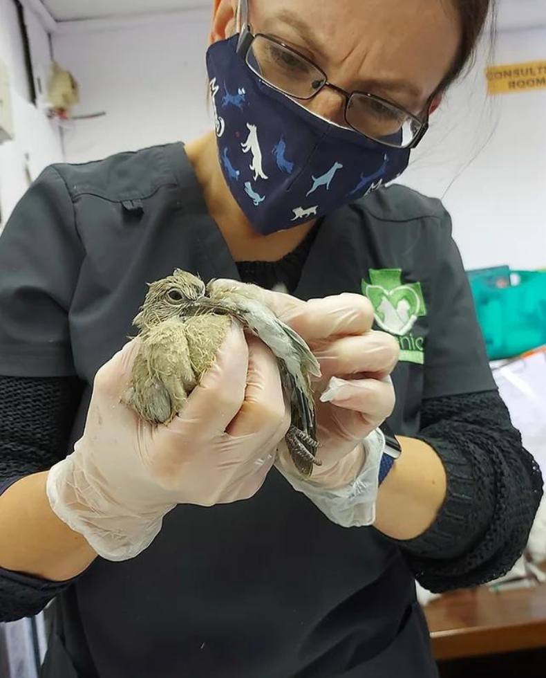 Wildlife Rehabilitation Ireland